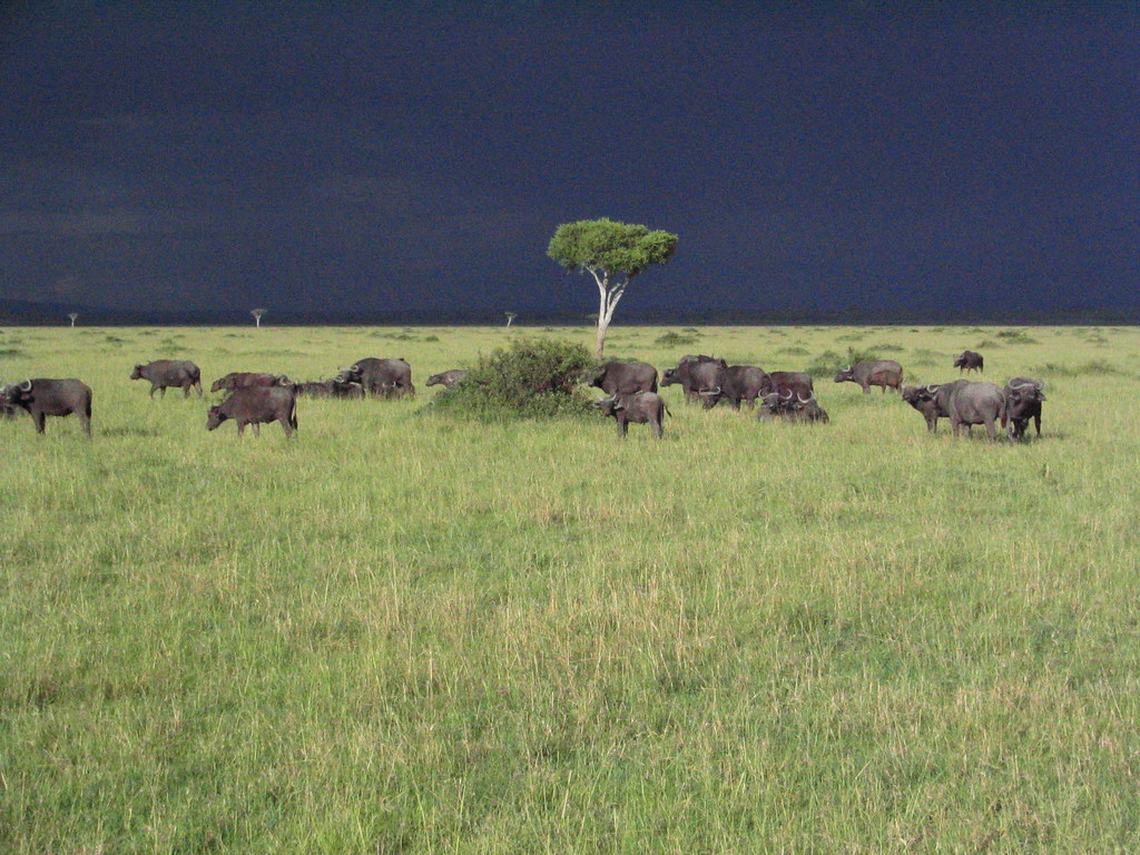Storm clouds gather over Kenyan savanna ahead of the 2026 El Nino short rains