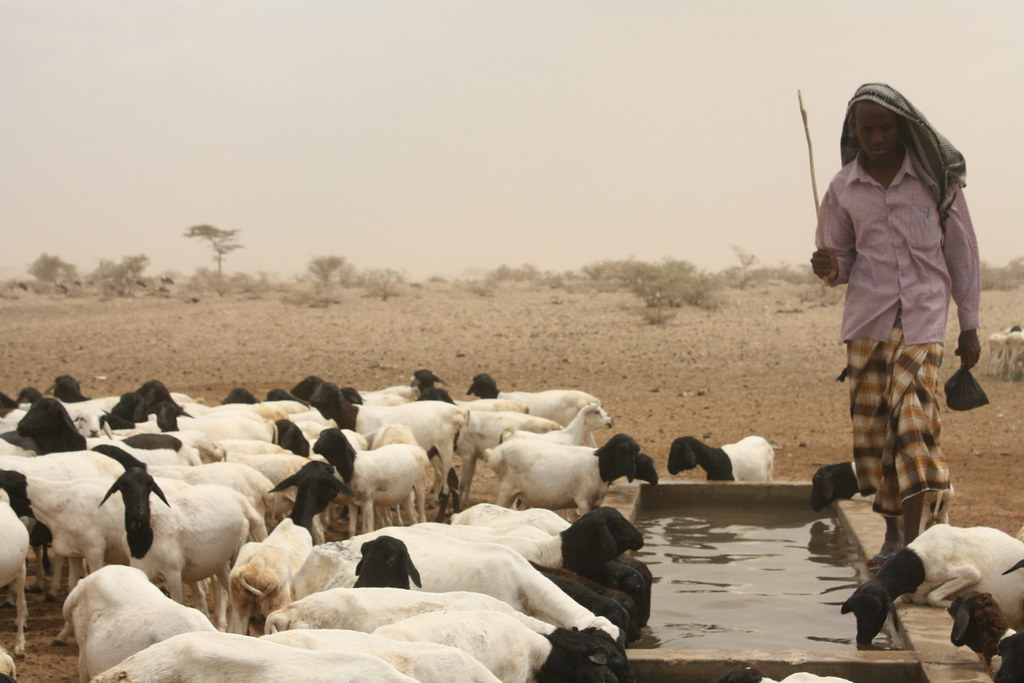 Goats drinking from a rural borehole water point supported by WASH NGOs in Kenya