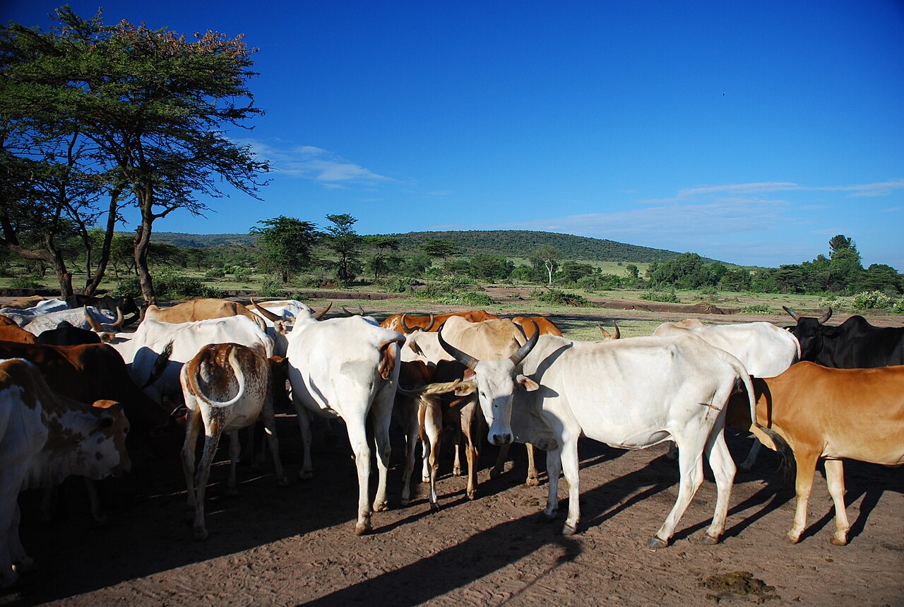 Maasai cattle grazing in Kenya, a One Health link for World AMR Awareness Week 2026