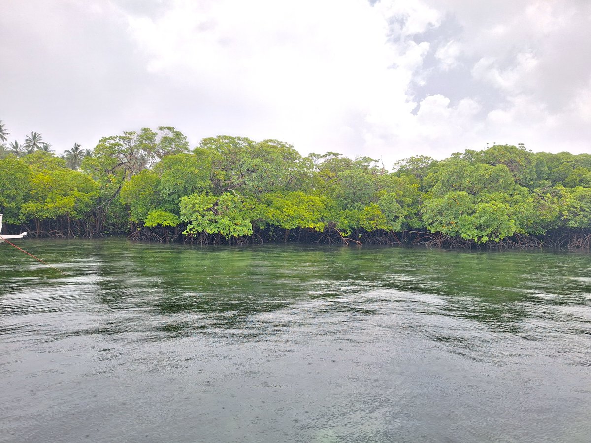 Mangrove forest in Watamu, Kenya, the kind of ecosystem Global EbA Fund grants protect