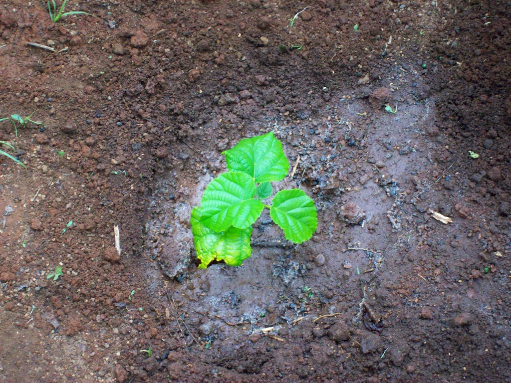 Newly planted tree seedling in red soil, a symbol of International Volunteer Day 2026 in Kenya