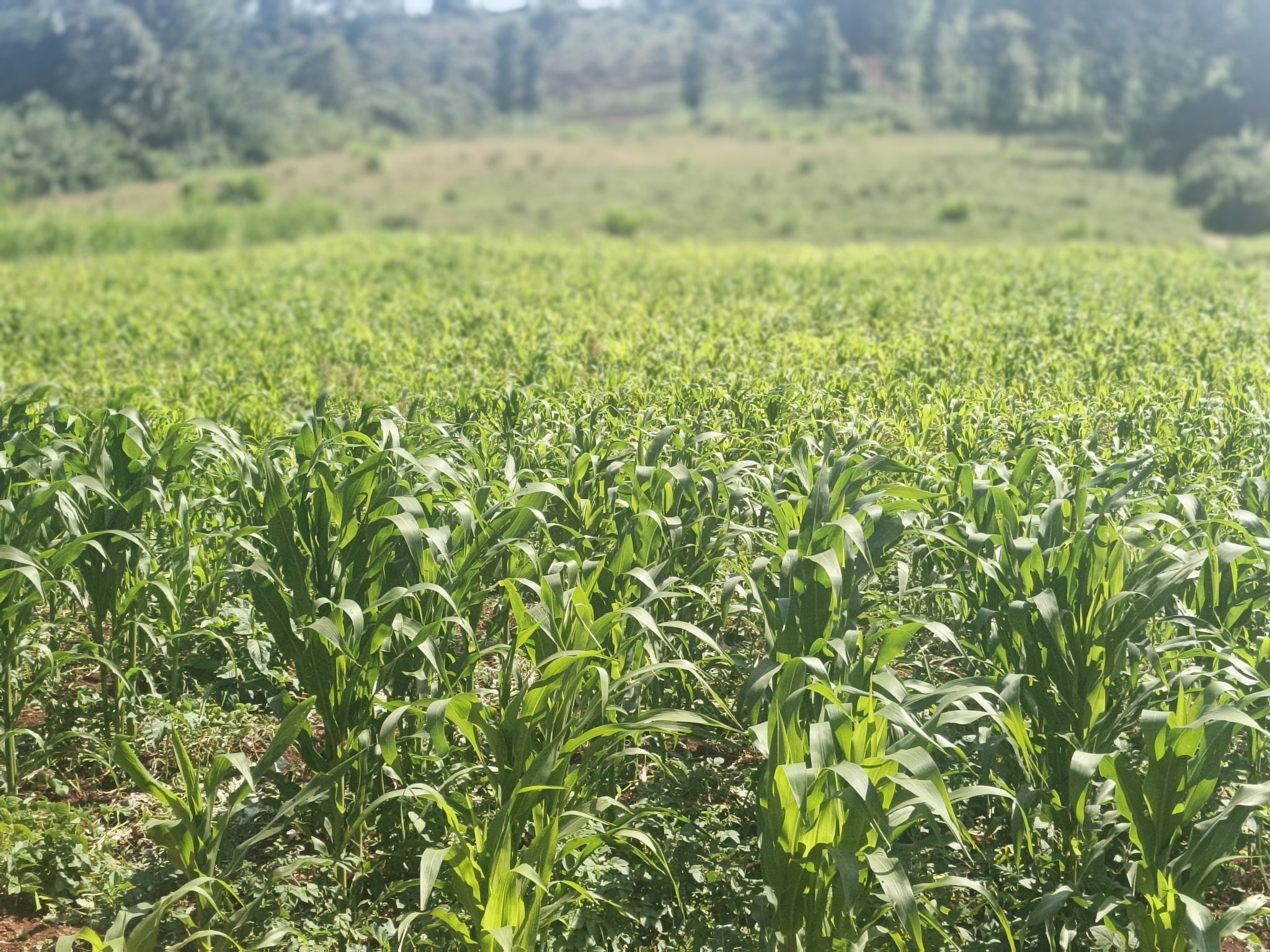 Young maize plants in a green field in rural Kenya, symbolising International Day of Rural Women 2026
