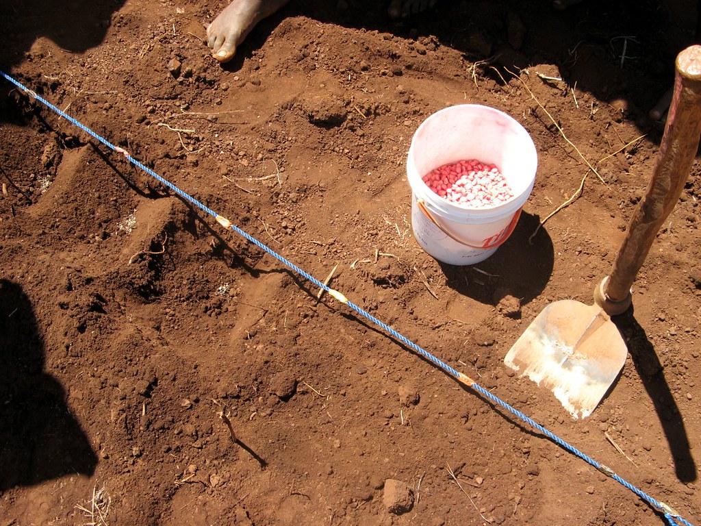 Seedlings ready to plant in prepared soil, a World Soil Day 2026 reminder for Kenya farming NGOs